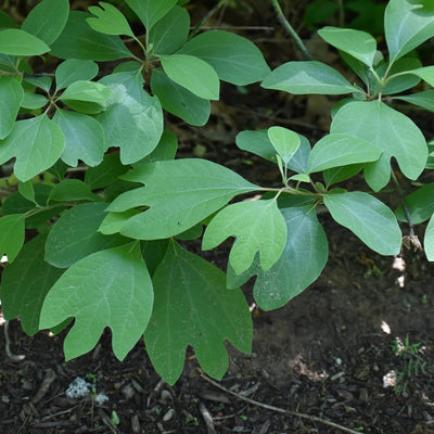 Sassafras Tree, Dormant Hardy Shrub, 1-2 Ft Tall