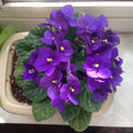 African Violet Plant, Purple African Violets Live Plants, 4 to 6 Inc Tall