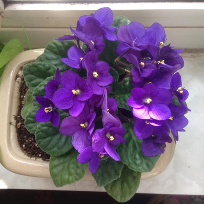 African Violet Plant, Purple African Violets Live Plants, 4 to 6 Inc Tall