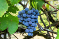 Concord Grape Vine Live Plant Bareroot 1 to 2 Years Old, Concord Grape Plant Live Sweet Grape Fruits for Growing, Seedless Grape Fruit Tree
