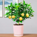 2 Starter Meyer Lemon Tree Live Plant Seedling, Small 1-2 Inches Yellow Lemon Lime Tree for Spring Planting, Very Hardy, Fragrant Citrus