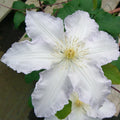 Blue White Clematis Vine Live Plant Clematis Flower Perennial Starter Plant in 2.5 Inches Pot