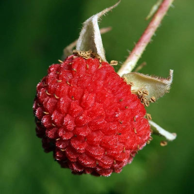 Raspberry Plant Live for Planting 6 to 12 Inch Height, Raspberry Bush Live Plant to Grow, Sweet Raspberries Seedling (Thimbleberry Raspberry)