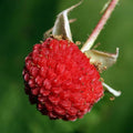 Thimbleberry Raspberry Plant Live for Planting 6 to 12 Inch Tall, Raspberry Bush Live Plant, Sweet Raspberries Fruit Well Rooted