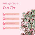 Variegated String of Hearts Plant Live, Trailing Succulent Plants 2.5 Inch Pot, Succulent Houseplants for Indoor Planting