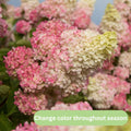 Cold Hardy Hydrangea Live Plant Tree, 5"-10" Hydrangea Bush Live Shrub Starter Plants, Dormant in Winter, White Oakleaf Pink Color Blooms