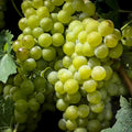 Grape Vine Live Plant 1-2 Year Old, Sweet Grape Plant Live for Growing, Grape Fruit Well Rooted Plant Bareroot (Green Grape)