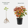Hardy Sassafras Tree Seedling Bare Root 1-2 Ft Tall