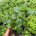 Set 4 Chocolate Mint Plants, 4 to 7 Inch Tall Starter Plant, Without Pot, Chocolate Mint Fresh Herb Plant for Patio and Garden, Culinary Herbs Fragrant Leaves