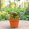 Chiltepin Pepper Plants Live for Planting, Chiltepin Pepper Live Plant, Red Chili Plant from 4 to 7 Inches Tall, 4 Inch Pot for Planting