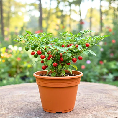 Chiltepin Pepper Plants Live for Planting, Chiltepin Pepper Live Plant, Red Chili Plant from 4 to 7 Inches Tall, 4 Inch Pot for Planting