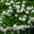Viburnum Plant Live, Snowball Bushes Plant in 4 Inches Pot, Viburnum Live Plant, 6 to 8 Inc Long
