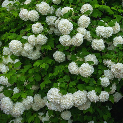 Viburnum Plant Live, Snowball Bushes Plant in 4 Inches Pot, Viburnum Live Plant, 6 to 8 Inc Long