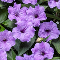 06 Mexican Petunias Live Plants for Spring Planting, 4-6" Well Rooted for Outdoor Growing, No Pot, (Purple Petunia)