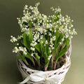 5 Lily of The Valley Bulbs, White Lilies of The Valley Flower Plants Bare Roots for Planting Outdoor Indoor Garden