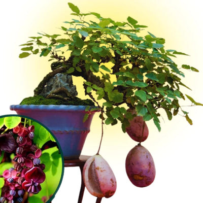 Akebia Quinata Chocolate Vine Plant, Perennial Flower Climbing Vines, Hardy Akebia Quinata Live Plant in 2.5'' Pot, 3-4 Inch Tall, Rare Edible Fruit Tree