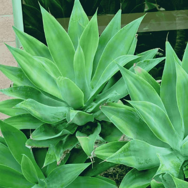 Large Green Foxtail Agave Live Plant, 1 Year Old Perennial Live Succulent in 4" Pot, 7-8 Inches in Tall, Indoor Outdoor Planting