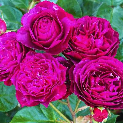 Climbing Roses Live Plant, Climbing Rose Plant Live, 5 to 7'' Tall, Fragrant Flower Bush Plants for Gardening (Purple)