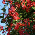 Major Wheeler Climbing Honeysuckle Plant Live, Fragrant Honeysuckle Plants Vine Bushes in 2.5 Inch Pot