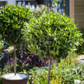 Laurus Nobilis Bay Leaf Tree Plant 6-9 Inches Tall, Sweet Bay Laurel Tree Live Plant for Growing