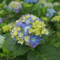 White Pink to Blue White Flower Hydrangea Live Plant 4" Pot, Hydrangea Shrub Flower Plants for Outdoor or Indoor Planting, Change Color Perennial Plant