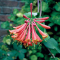 Honeysuckle Live Plant, Fragrant Honeysuckle Vines, Perennial Lonicera Bush for Outdoor Garden 3-6 Inches (Coral)