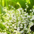 5 Fragrant Lily of The Valley Flower Rhizomes Roots, May Lilies Live Plant Roots, Easy to Grow for Early Bloom, Cold Hardy, Bouquet and Home Décor