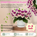 Bicolor Streptocarpus Plant Live, Ladyslipper Primrose Flowering Houseplant in 3.25 Inch Pot, Indoor Blooming Plants for Planting, 4-8 Inches