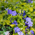 Vinca Minor Plant in 4 Inches Pot, Ground Cover Plant Live for Garden Growing, Periwinkle Plants Live