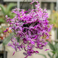 2 Pink Wandering Jew Tradescantia Plants Live in 3.5" Pot, Cold Hardy, Indoor Outdoor Spring Planting