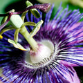 Passion Flower Plant, 4" Pot, Purple Passion Flower Vine Tree for Planting Indoors Outdoors