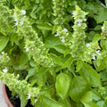 Sweet Basil Plant in 4 Inch Pot - 4-6 Inch Tall Herb Plants