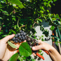 Black Chokeberry Plant, Chokeberry Plant Live, 5-9 Inc Tall, Hardy Fruit Tree for Outdoor Garden