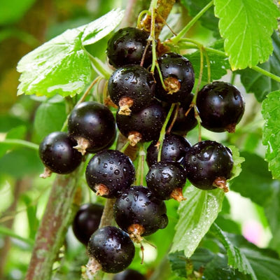 Consort Currant Plant Live Well Rooted 5-9 Inch Tall, Black Currant Bush Live Plant, Currant Berries