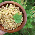 Live Currant Bush Plant Fast Growing, Ready Bear Fruit Within 1 Year - No NC, WV, NH, 6-14" Tall, Great for Backyard or Orchard Growing, Currant Plant (Yellow)
