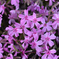 Pink Creeping Phlox Plant Live in Pot, Perennial Growing, Size 3-6" in Tall Groundcover Spring Blooms