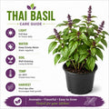 Thai Basil Plant in 4 Inch Pot - 4-6 Inch Tall Herb Plants