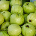 Guava Tree Live Plant 6-9” Tall, Tropical Guava Seedling for Garden and Container Growing (White Guava)