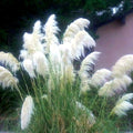 4 White Pampas Grass Plants Live for Planting, 2.5" Pot, Potted Pampas Grass Live Plants Shrub Indoors Outdoors