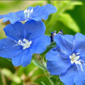 Set of 2 Live Evolvulus Blue Daze Plants, Flowering Ground Cover, 4–6 Inch Tall, Suitable for Indoor Outdoor Garden