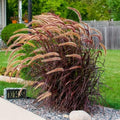 2 Purple Fountain Grass Plants, 4-9 Inch Tall Perennial Grass Clumps for Outdoor Growing, Ornamental Grasses Plants