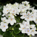 White African Violet Plant Live, 4 Inch Pot, Indoor Flowering Plant