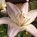 2 Pink White Lily Bulbs, Giant Lily Flower Bulbs for Planting, Lily Flowering Bulbs, Lily Spring Bulbs, Outdoor Indoor Flower Bulbs to Plant
