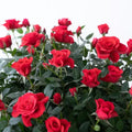 Mini Rose Plant Live, Miniature Rose Bush in 3.5" Pot, Spring Blooming Mini Rose, 4–5" Tall, Indoor Outdoor Flowering Plant for Home Garden (Red)