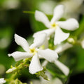 Star Jasmine Plant, White Fragrant Flowers Live Plant, Star Jasmine Plants Live for Planting Indoor Outdoor, 4 to 6 Inch Tall