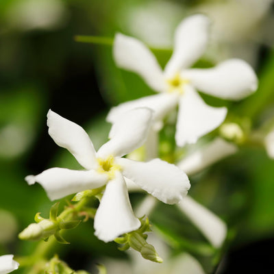 Star Jasmine Vine Plant, Hardy Star Jasmine Plant, 4 to 6 Inch Tall Fragrant Flower Vine Live Plant Indoor Outdoor Garden, Perennial Flower Plants for Growing