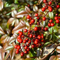 2 Nandina Shrub for Planting, Nandina Live Plants, Nandina Bush in 2.5" Pot