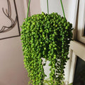 Variegated String of Pearls Plant Live, Trailing Succulent Vine Plant Live, 4 Inches Pot