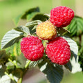 Raspberry Plant Live for Planting 6 to 12 Inch Height, Raspberry Bush Live Plant to Grow, Sweet Raspberries Seedling Outdoor (Red Raspberry)