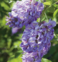 Purple Wisteria Tree Vine Plant Live 6 to 15 Inch Tall, for Planting Outdoors, Wisteria Tree Live Plant